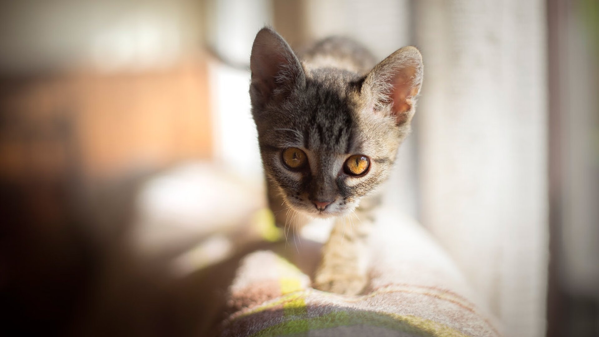 联赛中期战术打法趋同是否降低技术流球队胜率