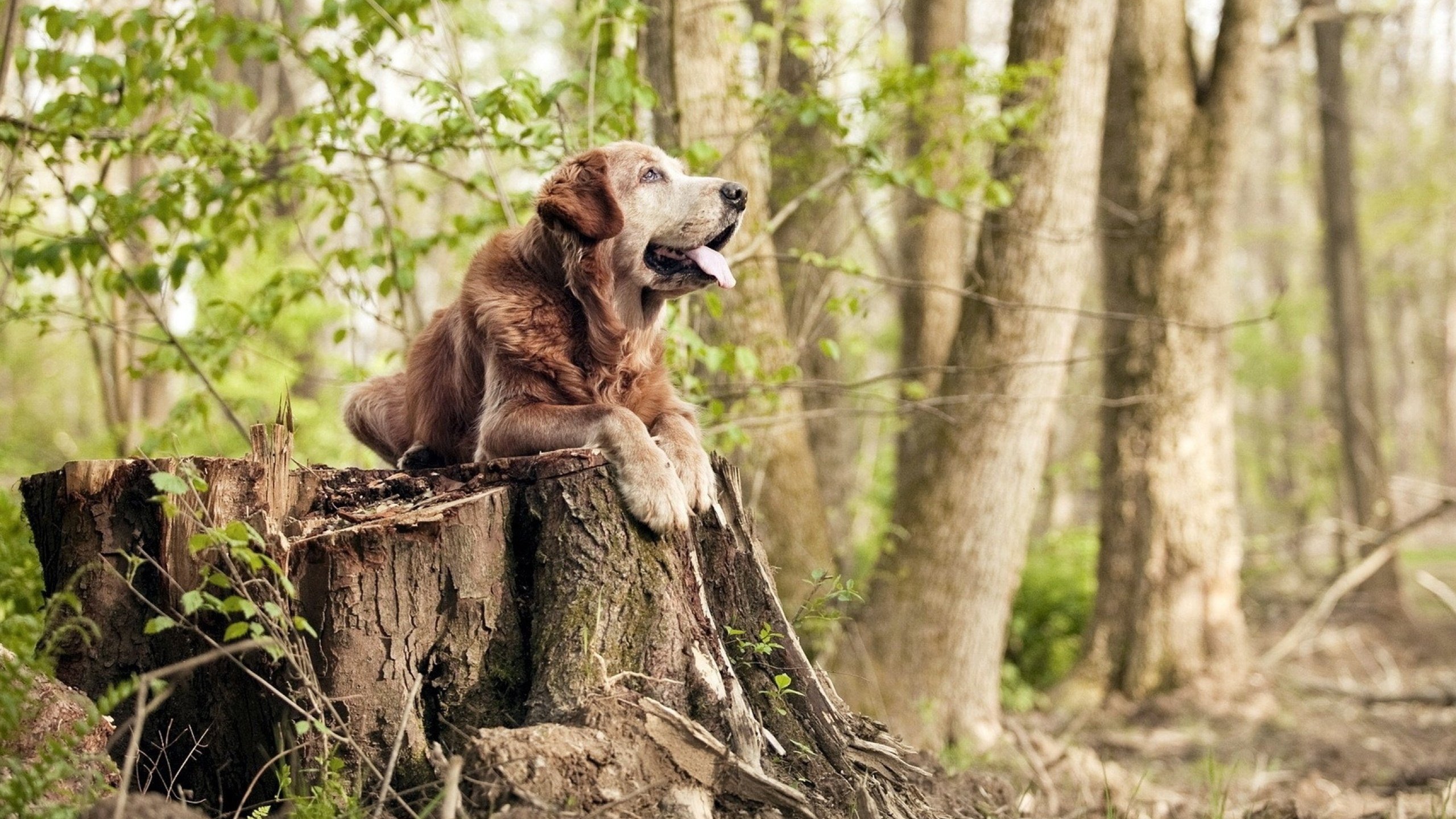“马丁·高尔西引领美洲狮队防守革命,全面崛起”