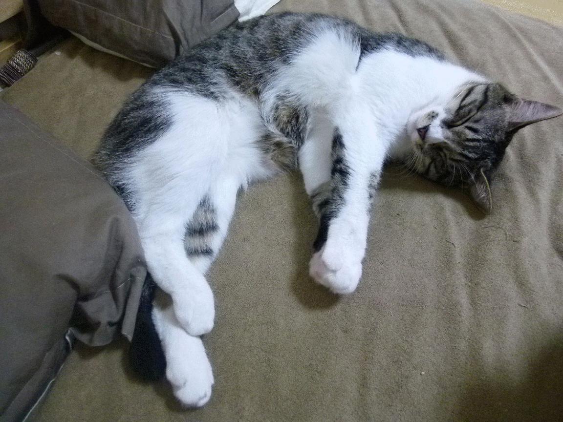 匈牙利男队再度闯入世锦赛决赛圈,匈牙利男队再度闯入世锦赛决赛圈视频