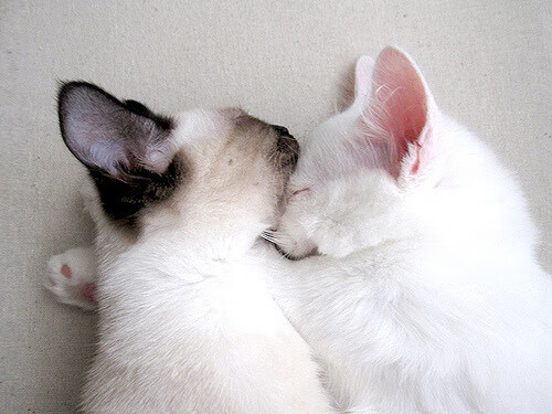 爱游戏中国官方网站平台-塞尔维亚男篮在欧洲预赛中奋勇追击，冲刺更高荣誉！，塞尔维亚男篮热身赛