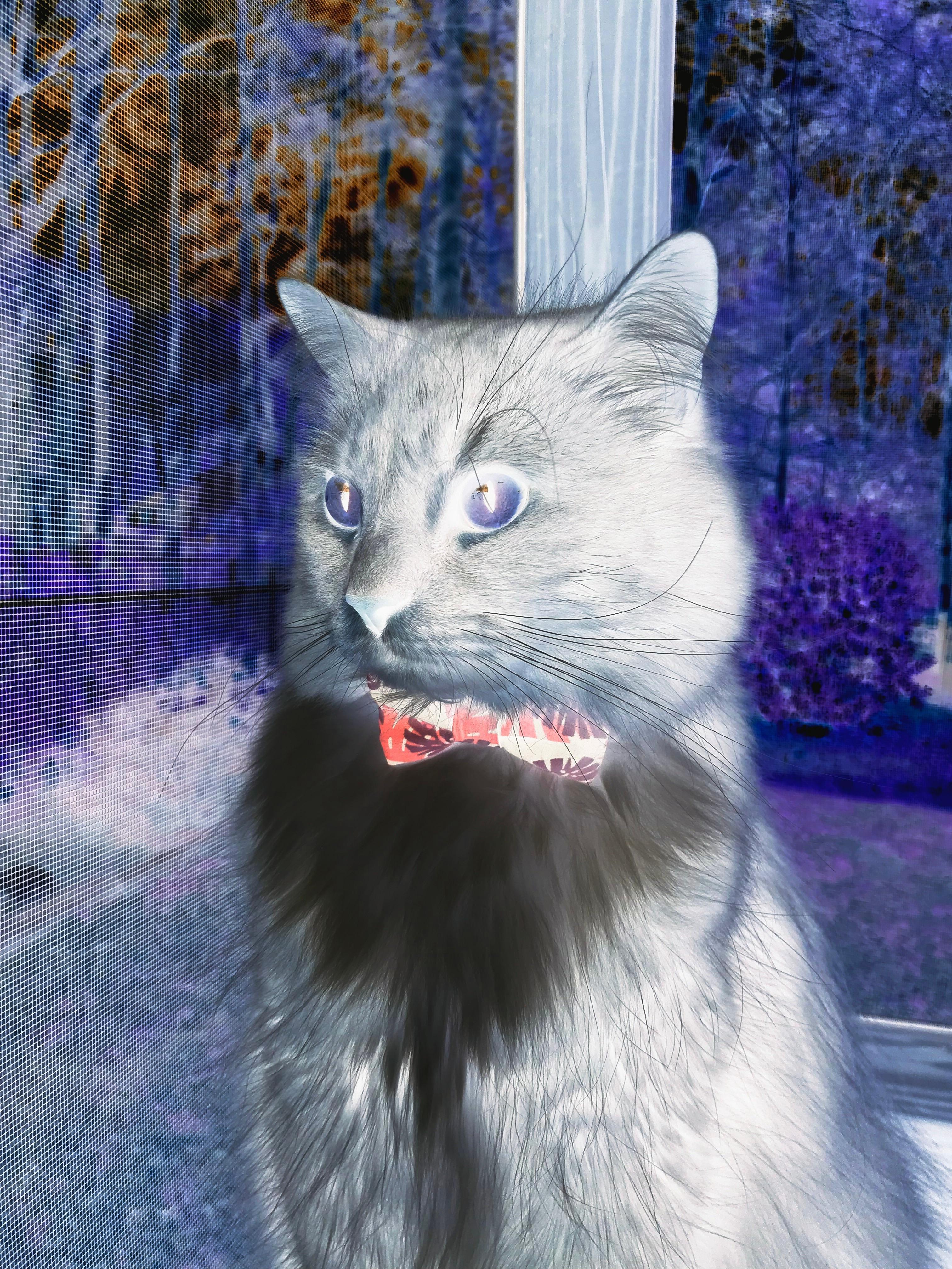 多哥男篮在非洲锦标赛中拼搏,力争实现历史突破