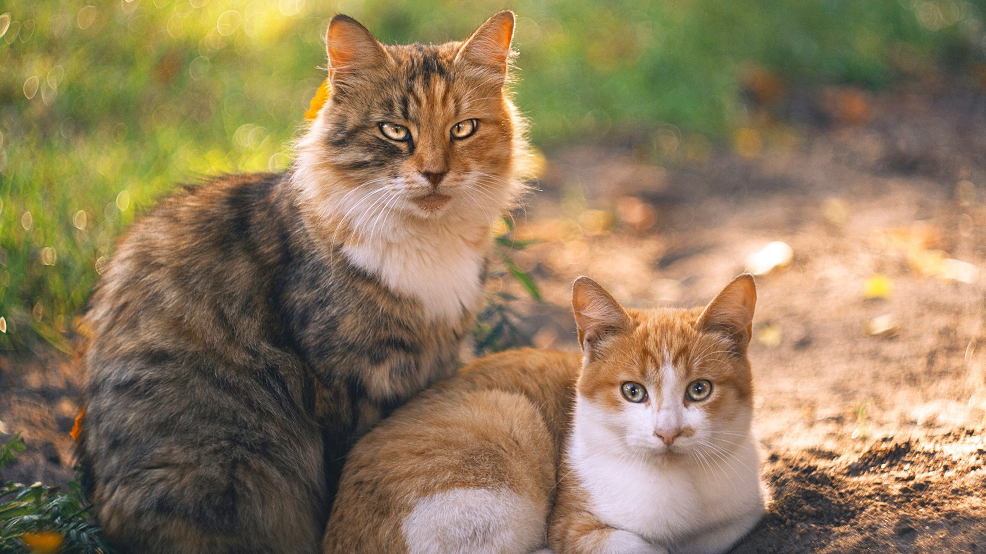 浓眉保护篮板端贡献巨大湖人再次赢球,湖人浓眉伤势