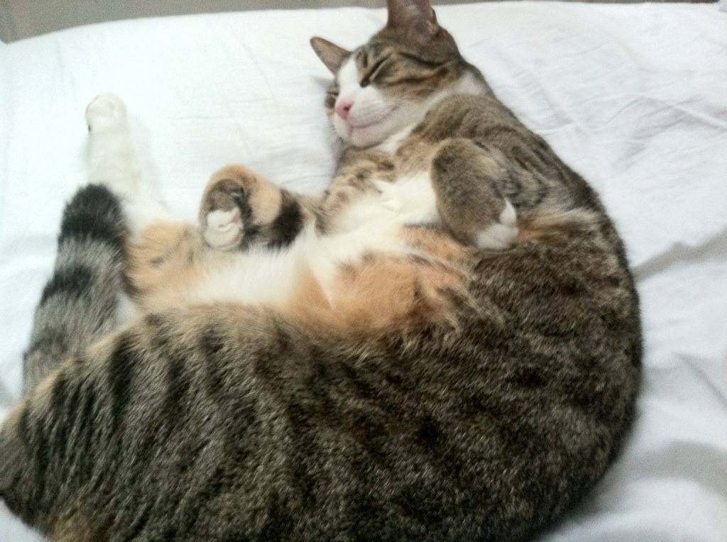 爱游戏体育APP下载-空翻与转体组合动作设计创新，空翻转体动作要领