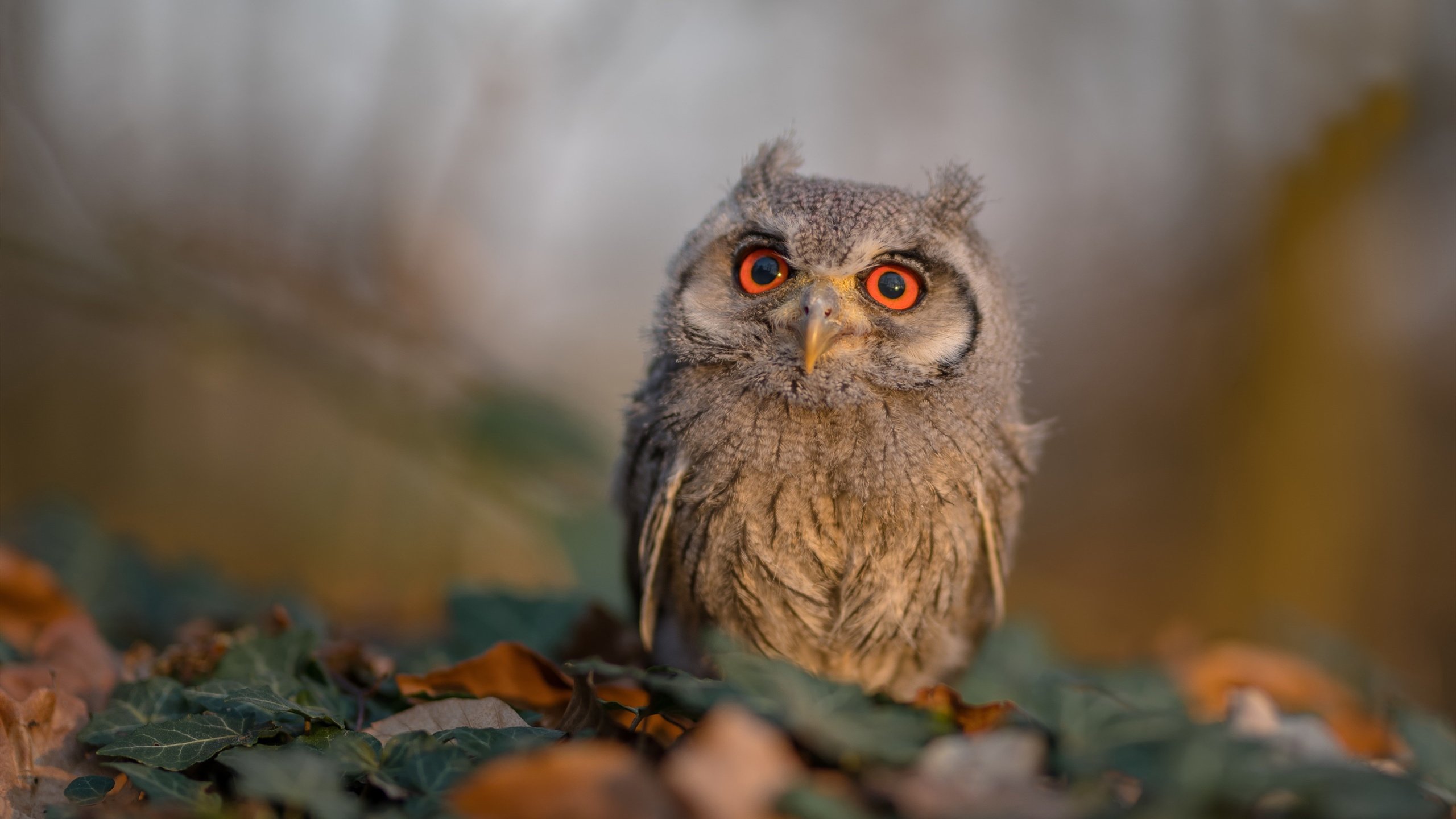 职业联赛设立新人培养计划助力青年球员成长，进入职业联赛需要什么条件